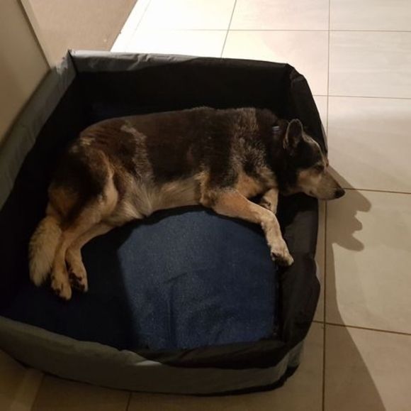 Meet your Posher, Kimber - Picture 1 of 1